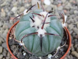 Echinocactus horizonthalonius La Apples, pot 5,5 cm - 12412624