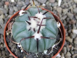 Echinocactus horizonthalonius La Apples, pot 5,5 cm