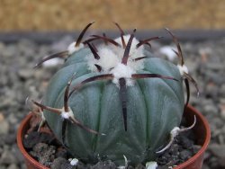 Echinocactus horizonthalonius La Apples, pot 5,5 cm - 12412626