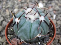 Echinocactus horizonthalonius La Apples, pot 5,5 cm - 12412627
