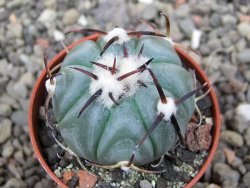 Echinocactus horizonthalonius La Apples, pot 5,5 cm - 12412628