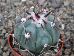 Echinocactus horizonthalonius La Apples, pot 5,5 cm