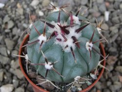 Echinocactus horizonthalonius La Apples, pot 5,5 cm - 12412630