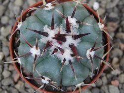 Echinocactus horizonthalonius La Apples, pot 5,5 cm - 12412631