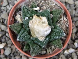 Ariocarpus fissuratus hintonii Matehuala pot 5,5 cm Cites IA