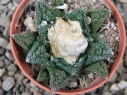 Ariocarpus fissuratus hintonii Matehuala pot 5,5 cm Cites IA - 12412633
