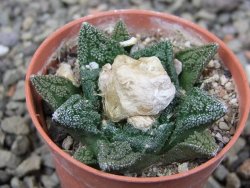 Ariocarpus fissuratus hintonii Matehuala pot 5,5 cm Cites IA - 12412634