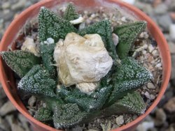 Ariocarpus fissuratus hintonii Matehuala pot 5,5 cm Cites IA - 12412635
