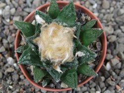 Ariocarpus fissuratus hintonii Matehuala pot 5,5 cm Cites IA