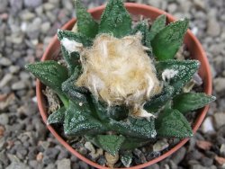 Ariocarpus fissuratus hintonii Matehuala pot 5,5 cm Cites IA - 12412637