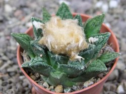 Ariocarpus fissuratus hintonii Matehuala pot 5,5 cm Cites IA - 12412638