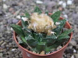 Ariocarpus fissuratus hintonii Matehuala pot 5,5 cm Cites IA - 12412639