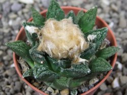 Ariocarpus fissuratus hintonii Matehuala pot 5,5 cm Cites IA - 12412640