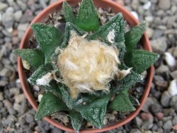 Ariocarpus fissuratus hintonii Matehuala pot 5,5 cm Cites IA - 12412641