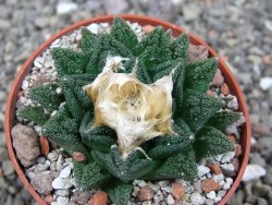 Ariocarpus fissuratus hintonii Matehuala pot 6,5 cm Cites IA