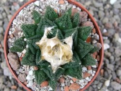 Ariocarpus fissuratus hintonii Matehuala pot 6,5 cm Cites IA - 12412643