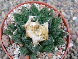 Ariocarpus fissuratus hintonii Matehuala pot 6,5 cm Cites IA - 12412644