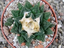 Ariocarpus fissuratus hintonii Matehuala pot 6,5 cm Cites IA - 12412645