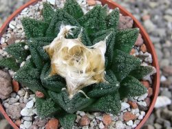 Ariocarpus fissuratus hintonii Matehuala pot 6,5 cm Cites IA - 12412646