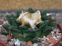 Ariocarpus fissuratus hintonii Matehuala pot 6,5 cm Cites IA - 12412647