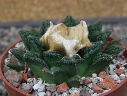 Ariocarpus fissuratus hintonii Matehuala pot 6,5 cm Cites IA - 12412648