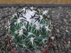 Coryphantha tripugionacantha PP1012 Tepetatita Zac. pot 6,5 cm - 12412649