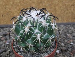 Coryphantha tripugionacantha PP1012 Tepetatita Zac. pot 6,5 cm - 12412650