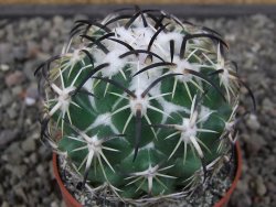 Coryphantha tripugionacantha PP1012 Tepetatita Zac. pot 6,5 cm