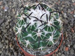 Coryphantha tripugionacantha PP1012 Tepetatita Zac. pot 6,5 cm - 12412652