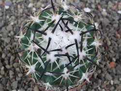 Coryphantha tripugionacantha PP1012 Tepetatita Zac. pot 6,5 cm - 12412653
