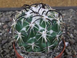 Coryphantha tripugionacantha PP1012 Tepetatita Zac. pot 6,5 cm - 12412654