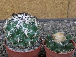 Coryphantha tripugionacantha PP1012 Tepetatita Zac. pot 6,5 cm - 12412655