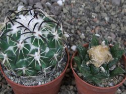 Coryphantha tripugionacantha PP1012 Tepetatita Zac. pot 6,5 cm - 12412656