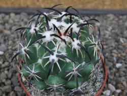 Coryphantha tripugionacantha PP1012 Tepetatita Zac. pot 6,5 cm