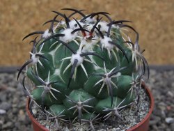 Coryphantha tripugionacantha PP1012 Tepetatita Zac. pot 6,5 cm - 12412658