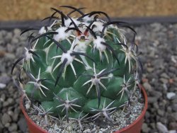 Coryphantha tripugionacantha PP1012 Tepetatita Zac. pot 6,5 cm - 12412659