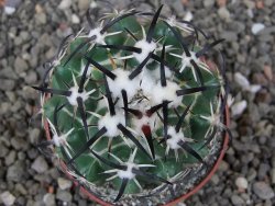 Coryphantha tripugionacantha PP1012 Tepetatita Zac. pot 6,5 cm - 12412660
