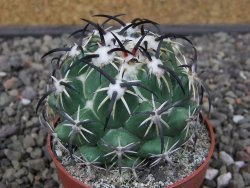 Coryphantha tripugionacantha PP1012 Tepetatita Zac. pot 6,5 cm - 12412661