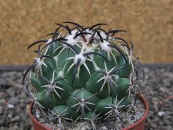 Coryphantha tripugionacantha PP1012 Tepetatita Zac. pot 6,5 cm - 12412662