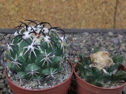 Coryphantha tripugionacantha PP1012 Tepetatita Zac. pot 6,5 cm - 12412663