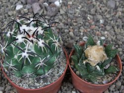 Coryphantha tripugionacantha PP1012 Tepetatita Zac. pot 6,5 cm - 12412664