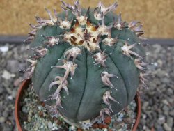 Gymnocalycium spegazzinii unguispinum SL 44b, pot 8,5 cm - 12412665