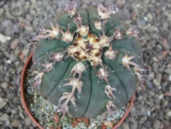 Gymnocalycium spegazzinii unguispinum SL 44b, pot 8,5 cm - 12412666