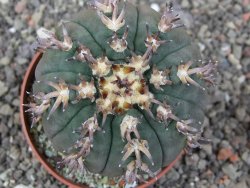 Gymnocalycium spegazzinii unguispinum SL 44b, pot 8,5 cm - 12412667