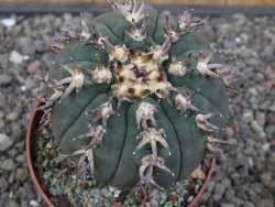 Gymnocalycium spegazzinii unguispinum SL 44b, pot 8,5 cm - 12412668