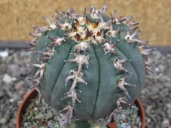 Gymnocalycium spegazzinii unguispinum SL 44b, pot 8,5 cm