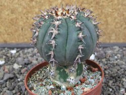 Gymnocalycium spegazzinii unguispinum SL 44b, pot 8,5 cm - 12412670