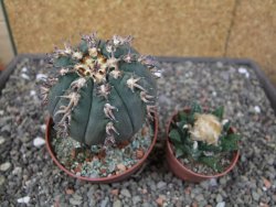 Gymnocalycium spegazzinii unguispinum SL 44b, pot 8,5 cm - 12412671