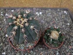 Gymnocalycium spegazzinii unguispinum SL 44b, pot 8,5 cm - 12412672