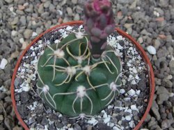 Gymnocalycium denudatum Jan Šuba, pot 6,5 cm